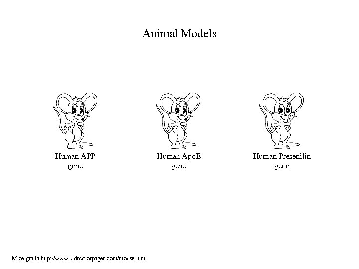 Animal Models Human APP gene Mice gratia http: //www. kidscolorpages. com/mouse. htm Human Apo.