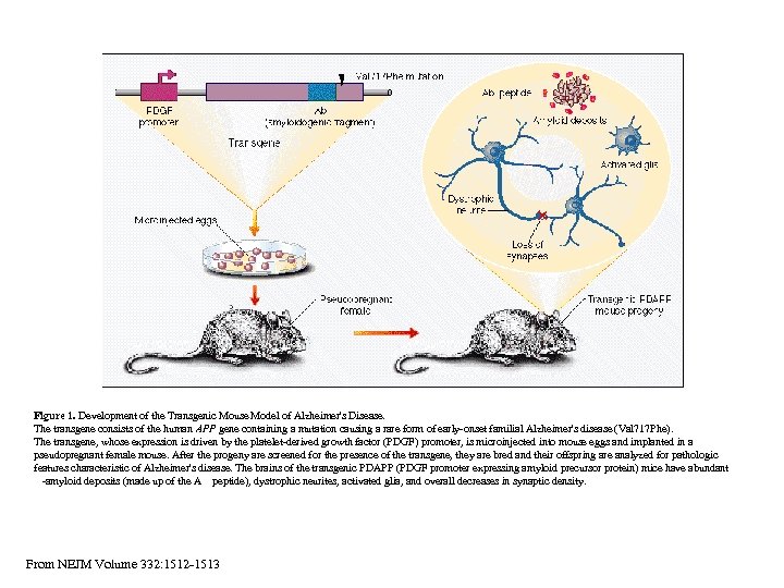 Figure 1. Development of the Transgenic Mouse Model of Alzheimer's Disease. The transgene consists