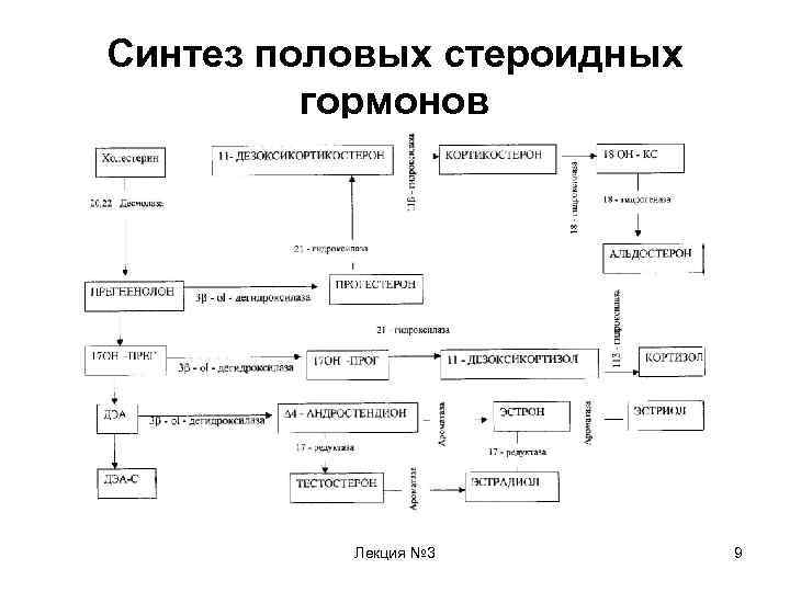 Синтез половых стероидных гормонов Лекция № 3 9 