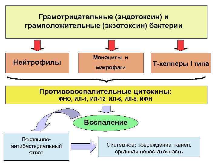 Грамотрицательные (эндотоксин) и грамположительные (экзотоксин) бактерии Нейтрофилы Моноциты и макрофаги Т-хелперы I типа Противовоспалительные