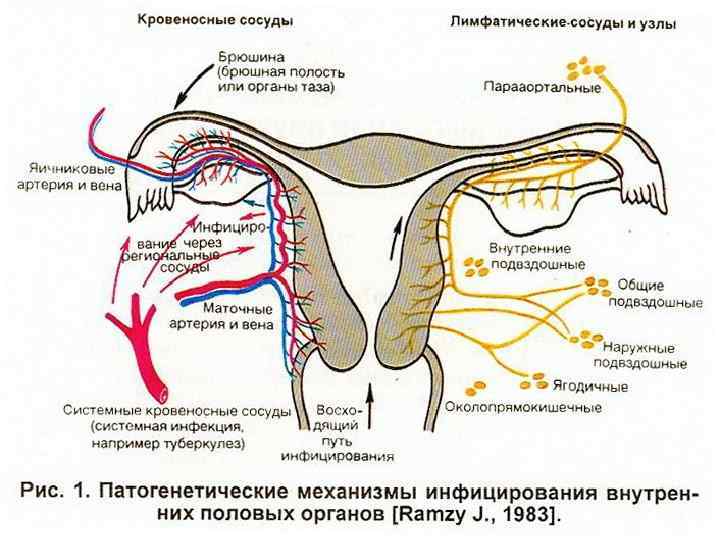 Кровоснабжение матки презентация