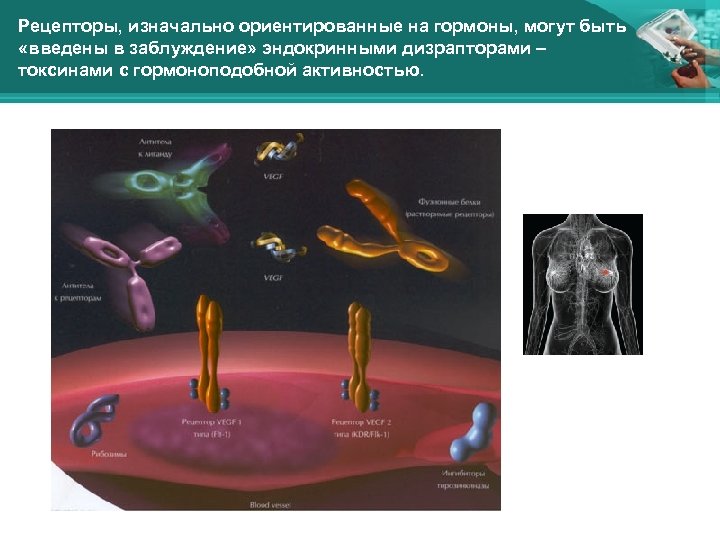 Рецепторы, изначально ориентированные на гормоны, могут быть «введены в заблуждение» эндокринными дизрапторами – токсинами