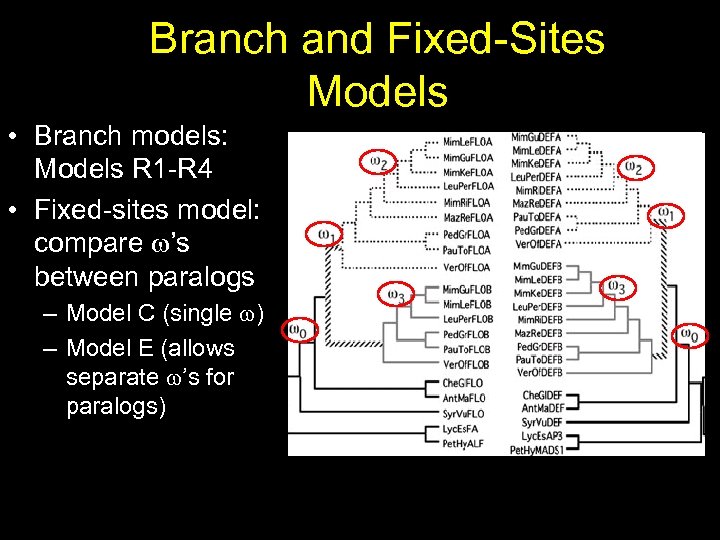 Branch and Fixed-Sites Models • Branch models: Models R 1 -R 4 • Fixed-sites
