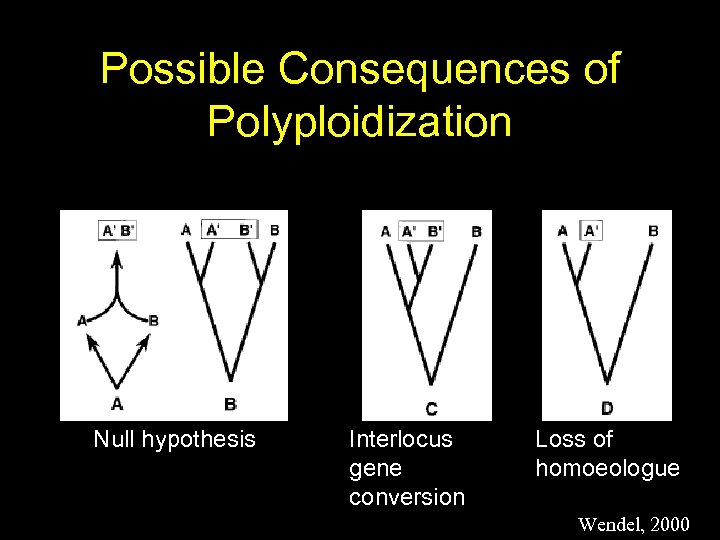 Possible Consequences of Polyploidization Null hypothesis Interlocus gene conversion Loss of homoeologue Wendel, 2000