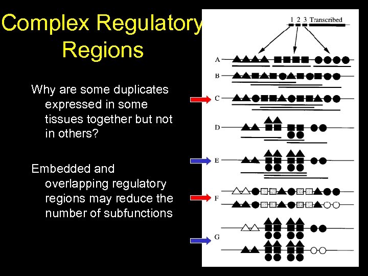 Complex Regulatory Regions Why are some duplicates expressed in some tissues together but not