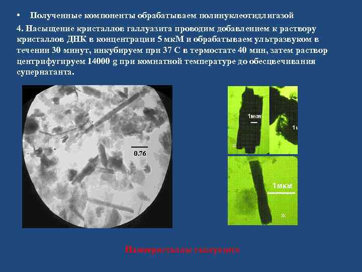  • Полученные компоненты обрабатываем полинуклеотидлигазой 4. Насыщение кристаллов галлуазита проводим добавлением к раствору