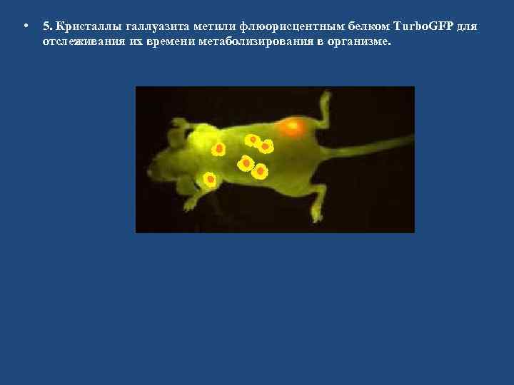  • 5. Кристаллы галлуазита метили флюорисцентным белком Turbo. GFP для отслеживания их времени