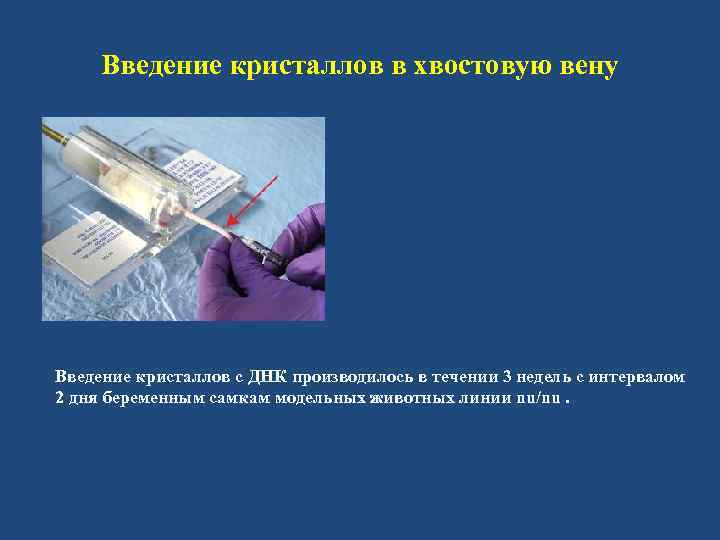 Введение кристаллов в хвостовую вену Введение кристаллов с ДНК производилось в течении 3 недель