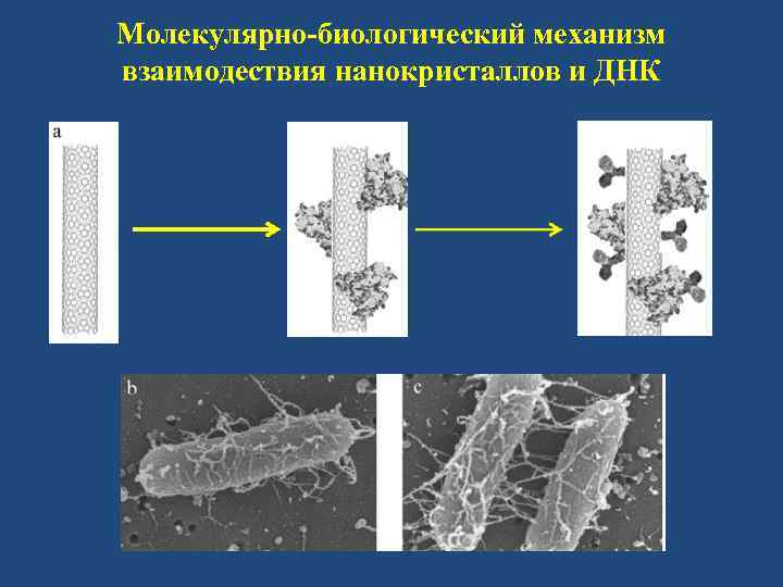 Биологические механизмы. Область использования нанокристаллов. Молекулярные механизмы в биологии. Электрохимических нанокристаллов.