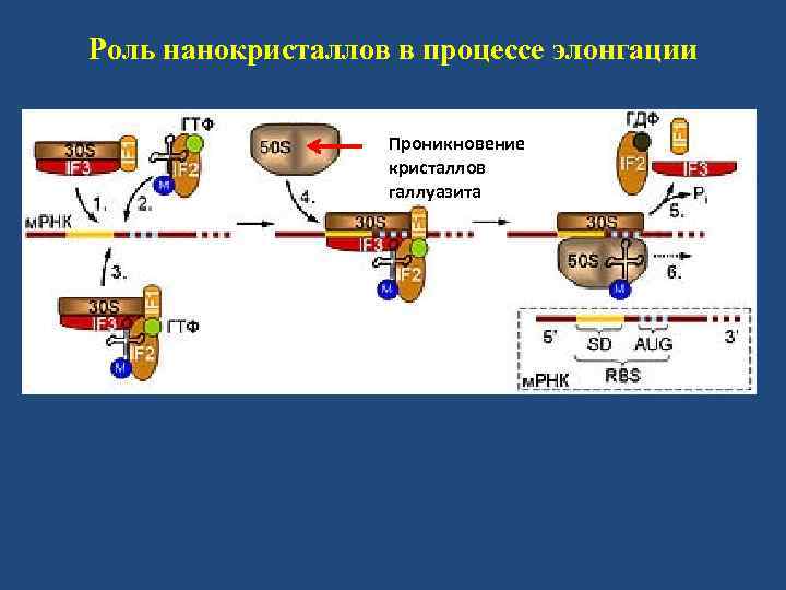 Роль нанокристаллов в процессе элонгации Проникновение кристаллов галлуазита 