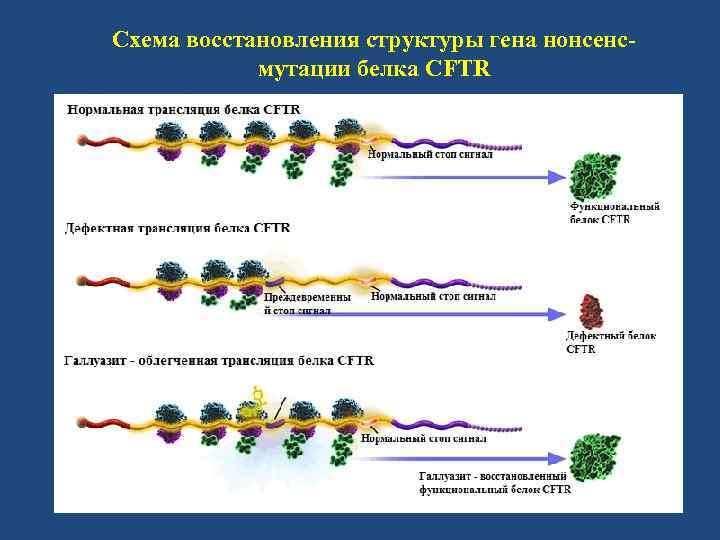 Схема восстановления структуры гена нонсенсмутации белка CFTR 