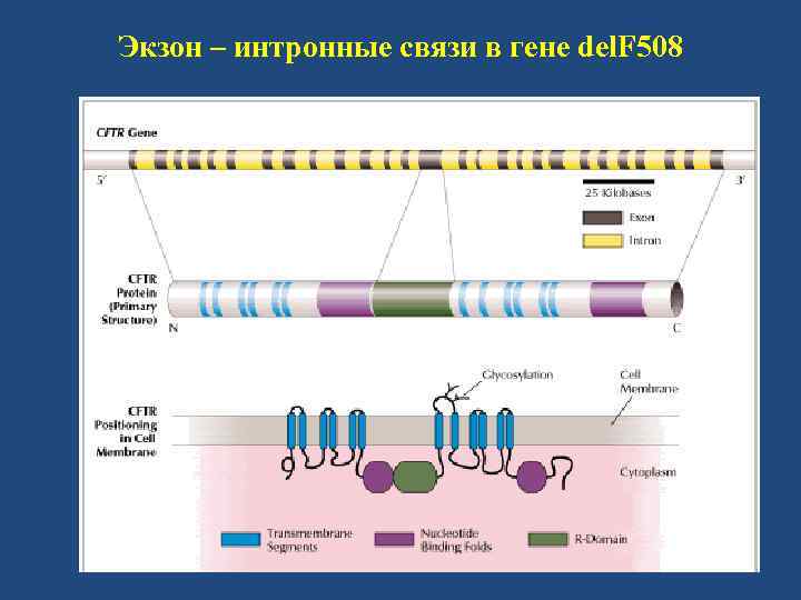 Экзон – интронные связи в гене del. F 508 