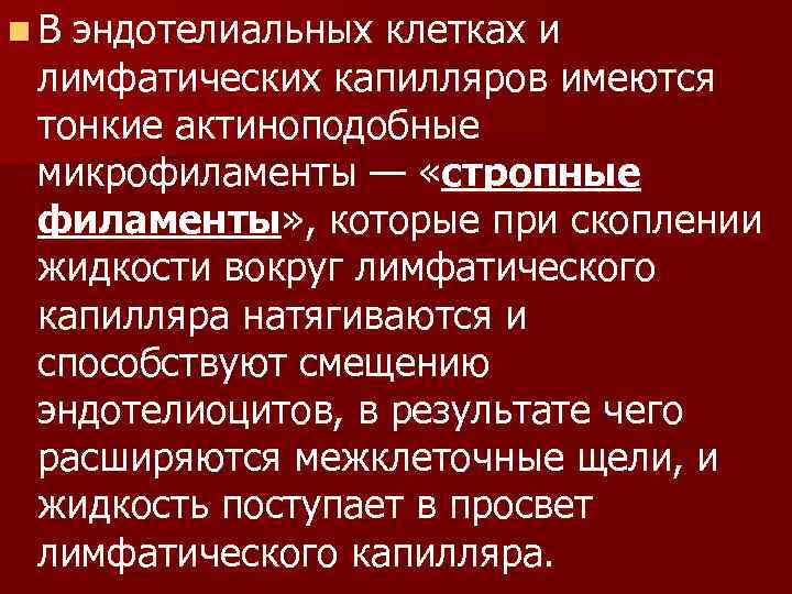 n. В эндотелиальных клетках и лимфатических капилляров имеются тонкие актиноподобные микрофиламенты — «стропные филаменты»