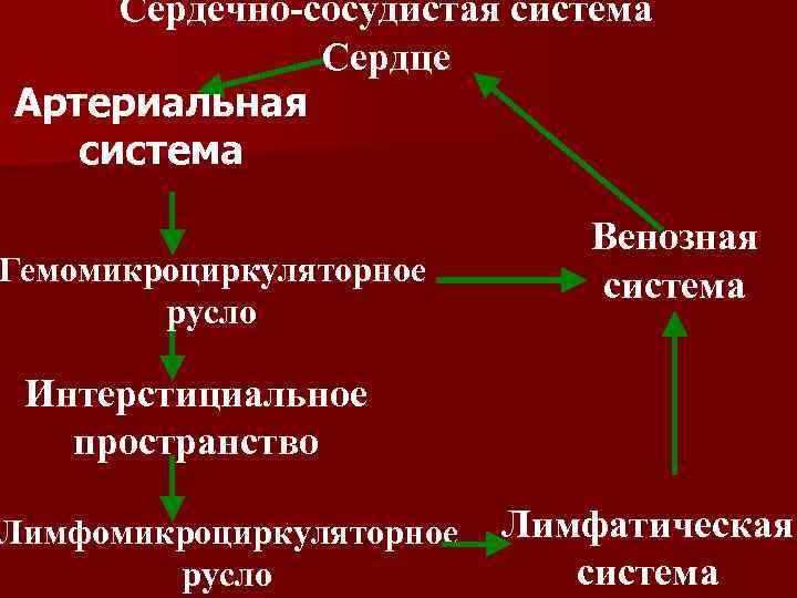 Сердечно-сосудистая система Сердце Артериальная система Гемомикроциркуляторное русло Венозная система Интерстициальное пространство Лимфомикроциркуляторное русло Лимфатическая