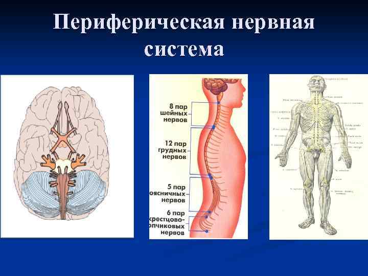 Периферическая нервная система 