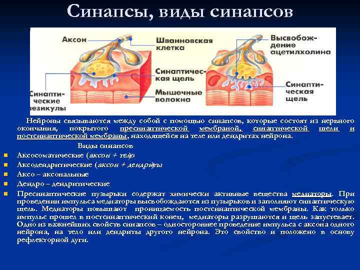 Синапсы, виды синапсов n n n Нейроны связываются между собой с помощью синапсов, которые