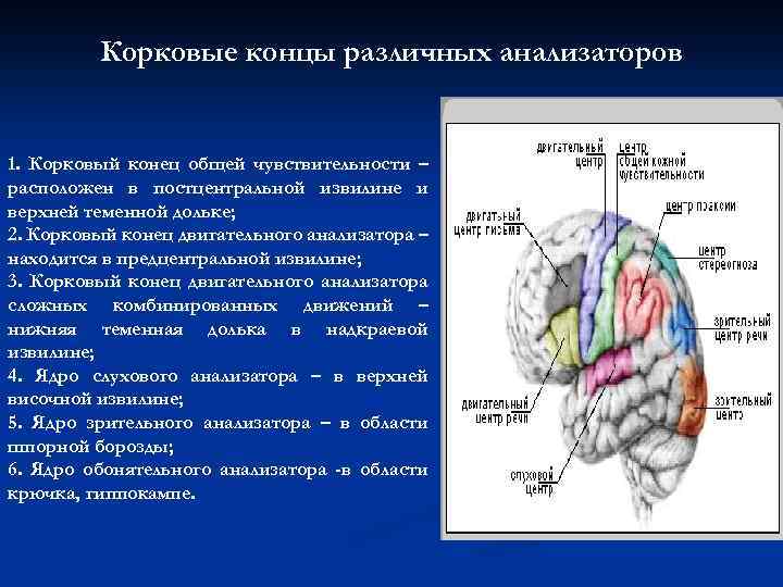 Корковые центры анализаторов находятся