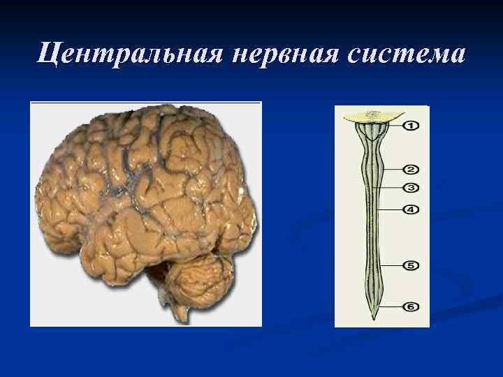 Центральная нервная система 
