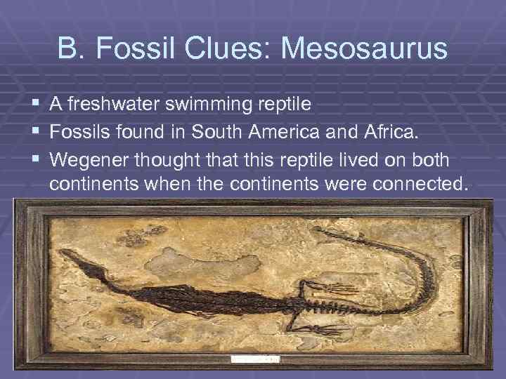 B. Fossil Clues: Mesosaurus § A freshwater swimming reptile § Fossils found in South