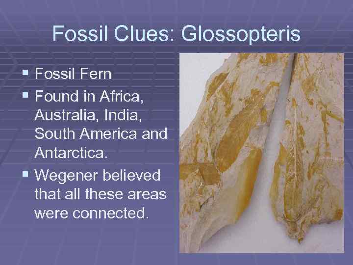 Fossil Clues: Glossopteris § Fossil Fern § Found in Africa, Australia, India, South America