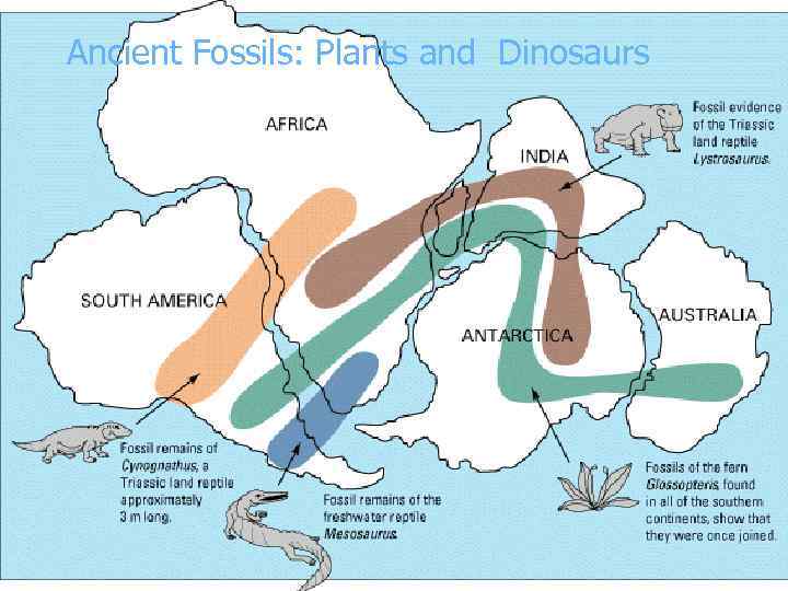 Ancient Fossils: Plants and Dinosaurs 