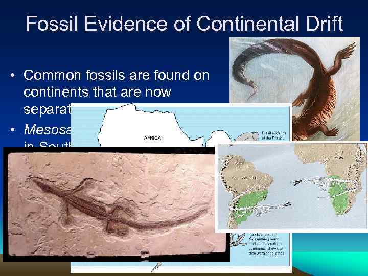 Fossil Evidence of Continental Drift • Common fossils are found on continents that are