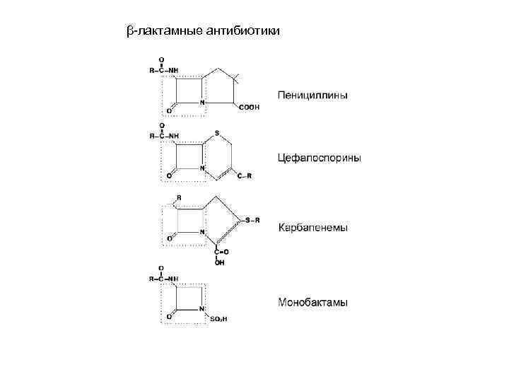 β-лактамные антибиотики 