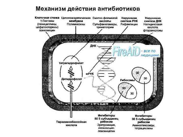 Механизм действия антибиотиков схема