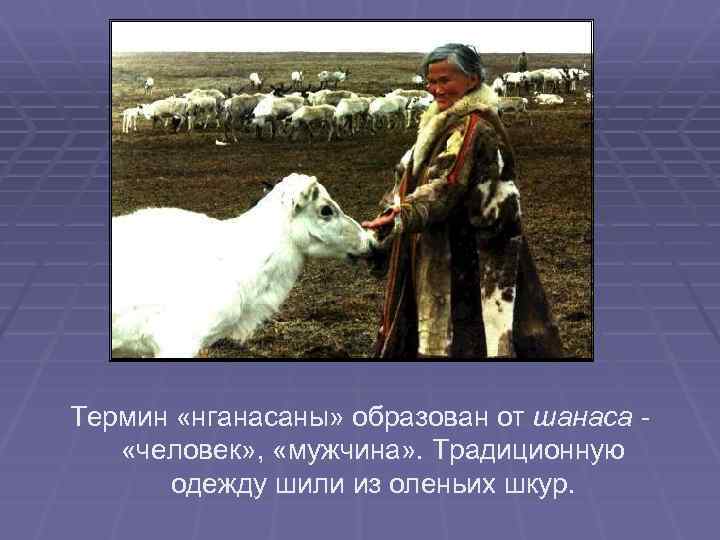 Термин «нганасаны» образован от шанаса «человек» , «мужчина» . Традиционную одежду шили из оленьих