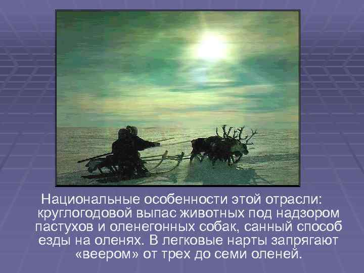 Национальные особенности этой отрасли: круглогодовой выпас животных под надзором пастухов и оленегонных собак, санный