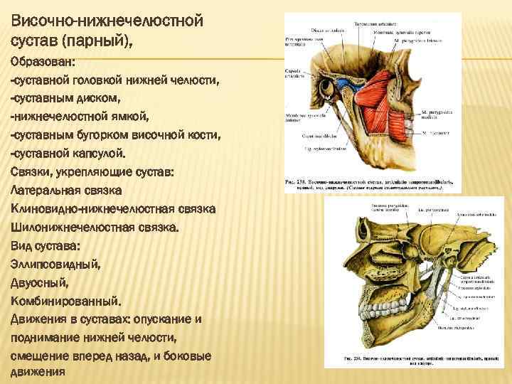 Височно-нижнечелюстной сустав (парный), Образован: -суставной головкой нижней челюсти, -суставным диском, -нижнечелюстной ямкой, -суставным бугорком