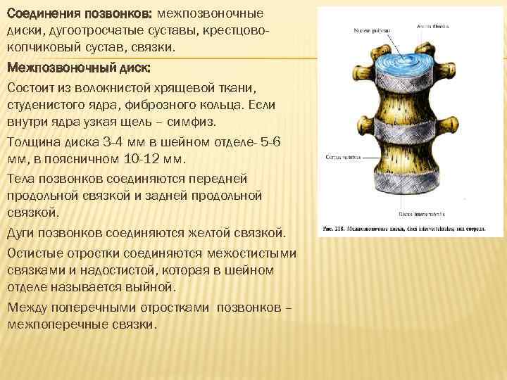 Соединения позвонков: межпозвоночные диски, дугоотросчатые суставы, крестцовокопчиковый сустав, связки. Межпозвоночный диск: Состоит из волокнистой