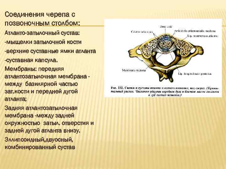 Соединения черепа с позвоночным столбом: Атланто-затылочный сустав: -мыщелки затылочной кости -верхние суставные ямки атланта