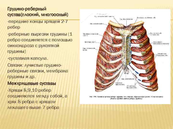 Грудино-реберный сустав(плоский, многоосный) -передние концы хрящей 2 -7 ребер -реберные вырезки грудины (1 ребро