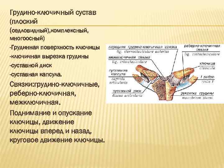 Грудино-ключичный сустав (плоский (седловидный), комплексный, многоосный) -Грудинная поверхность ключицы -ключичная вырезка грудины -суставной диск