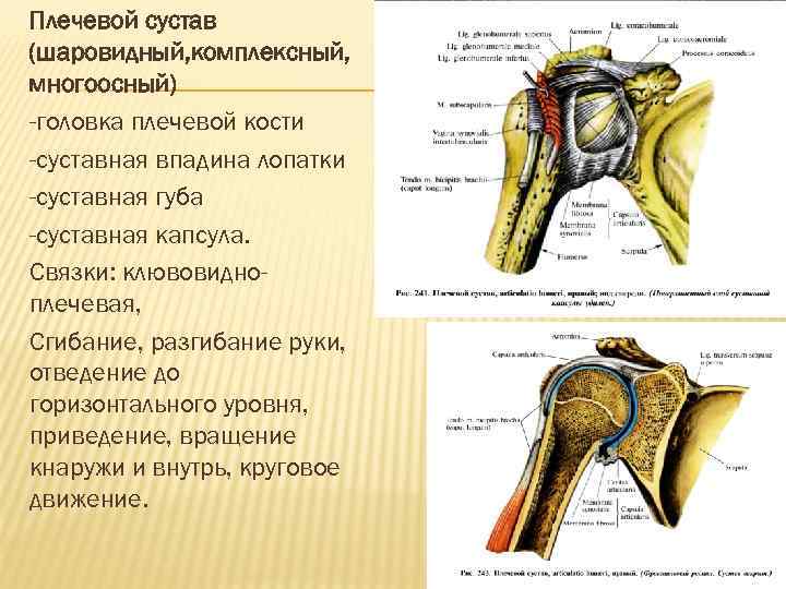 Суставная губа плечевого сустава фото