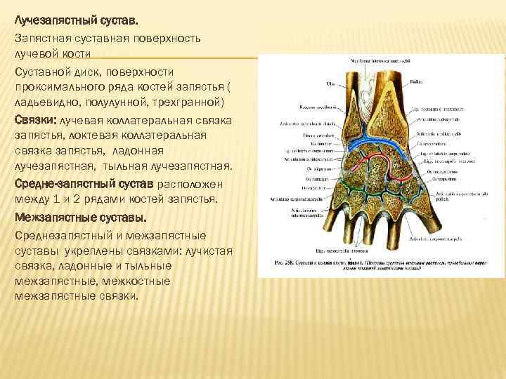 Лучезапястный сустав. Запястная суставная поверхность лучевой кости Суставной диск, поверхности проксимального ряда костей запястья