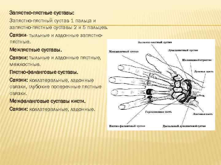 Запястно-пястные суставы: Запястно-пястный сустав 1 пальца и запястно-пястные суставы 2 и 5 пальцев. Связки-