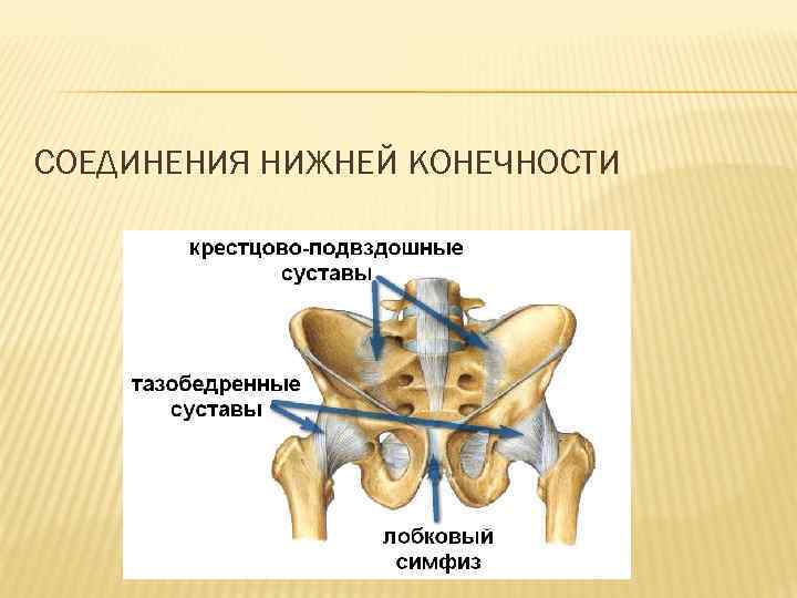 СОЕДИНЕНИЯ НИЖНЕЙ КОНЕЧНОСТИ 
