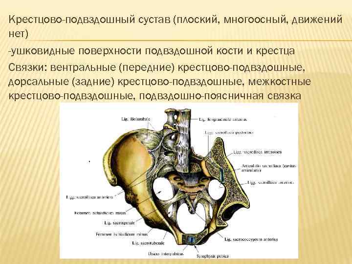 Крестцово-подвздошный сустав (плоский, многоосный, движений нет) -ушковидные поверхности подвздошной кости и крестца Связки: вентральные