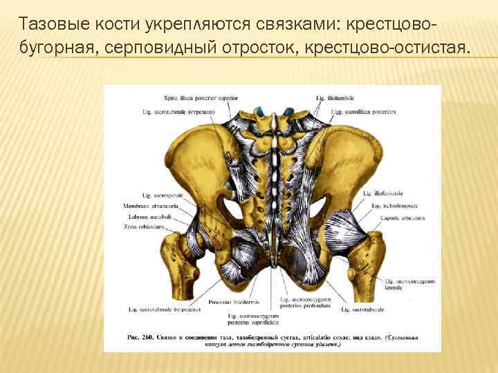 Тазовые кости укрепляются связками: крестцовобугорная, серповидный отросток, крестцово-остистая. 