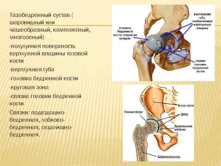 Тазобедренный сустав ( шаровидный или чашеобразный, комплексный, многоосный) -полулунная поверхность вертлужной впадины тазовой кости