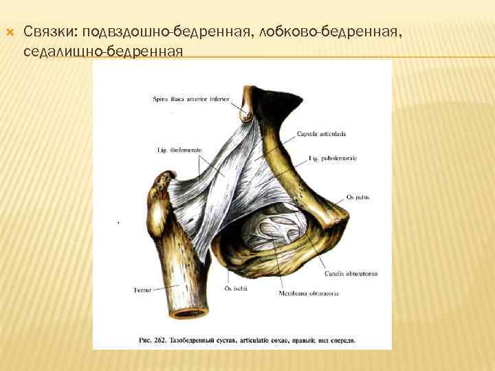  Связки: подвздошно-бедренная, лобково-бедренная, седалищно-бедренная 