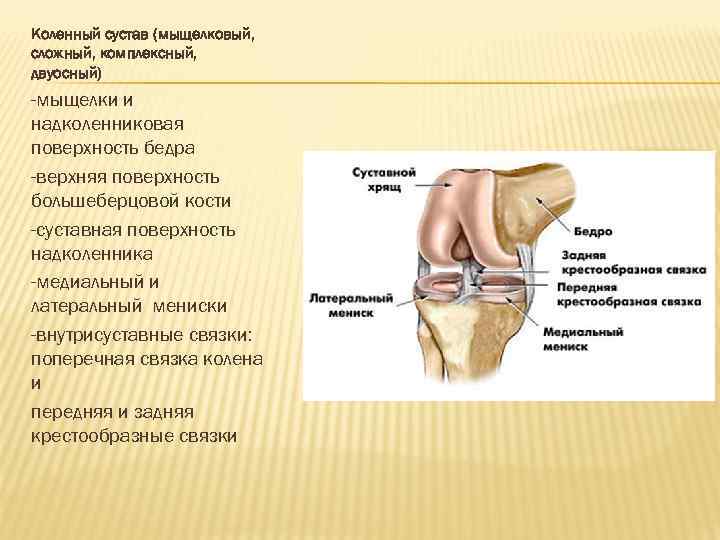 Коленный сустав (мыщелковый, сложный, комплексный, двуосный) -мыщелки и надколенниковая поверхность бедра -верхняя поверхность большеберцовой