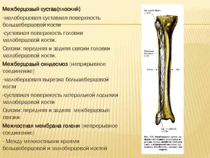Межберцовый сустав(плоский) -малоберцовая суставная поверхность большеберцовой кости -суставная поверхность головки малоберцовой кости. Связки: передняя