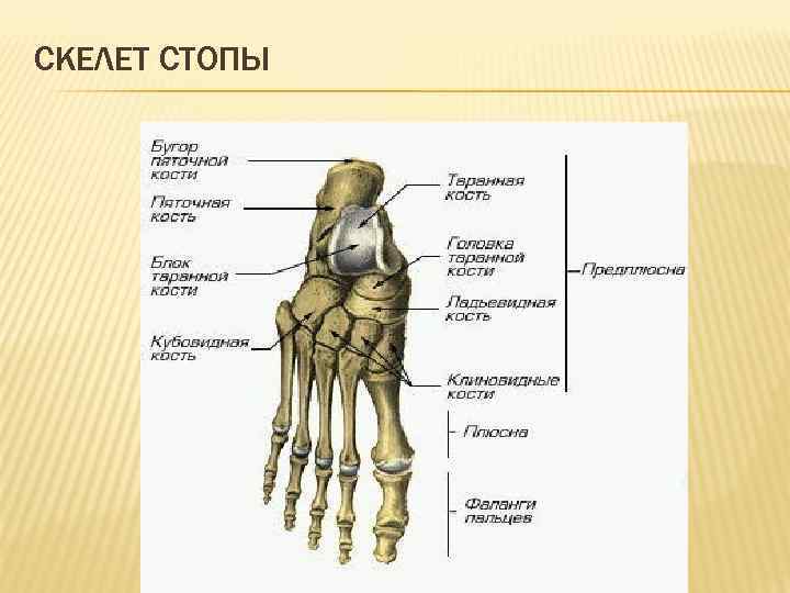 СКЕЛЕТ СТОПЫ 