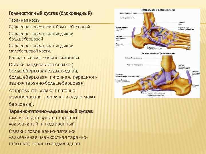 Голеностопный сустав (блоковидный) Таранная кость, Суставная поверхность большеберцовой Суставная поверхность лодыжки малоберцовой кости. Капсула
