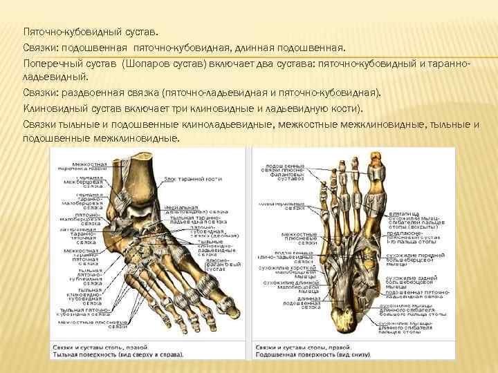 Пяточно-кубовидный сустав. Связки: подошвенная пяточно-кубовидная, длинная подошвенная. Поперечный сустав (Шопаров сустав) включает два сустава: