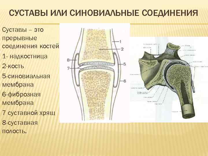 СУСТАВЫ ИЛИ СИНОВИАЛЬНЫЕ СОЕДИНЕНИЯ Суставы – это прерывные соединения костей 1 - надкостница 2