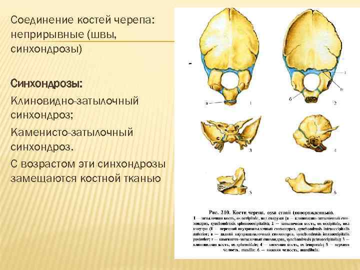 Соединение костей черепа: неприрывные (швы, синхондрозы) Синхондрозы: Клиновидно-затылочный синхондроз; Каменисто-затылочный синхондроз. С возрастом эти